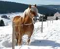 Koník na sněhu